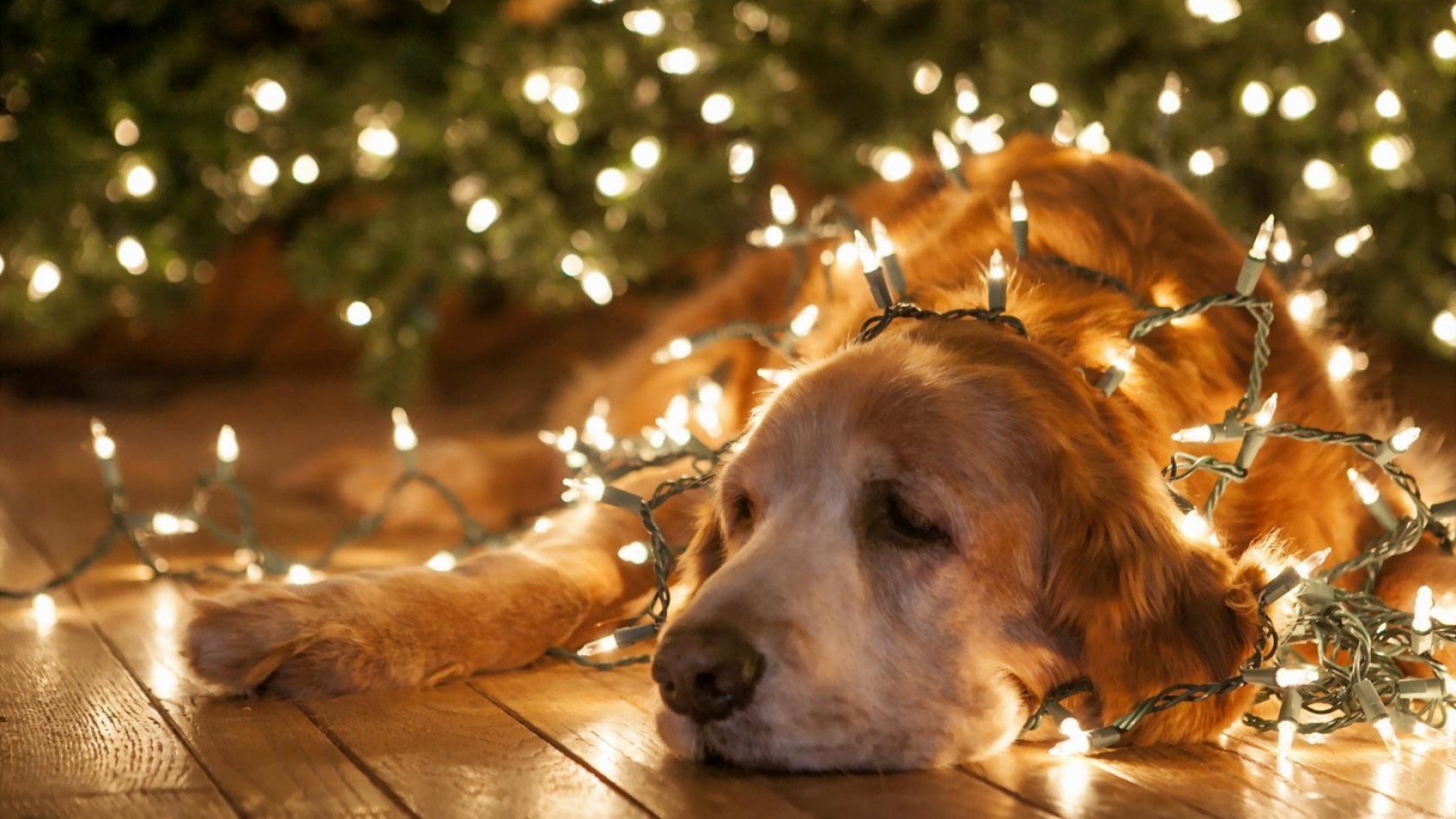 Dog Under Christmas Lights